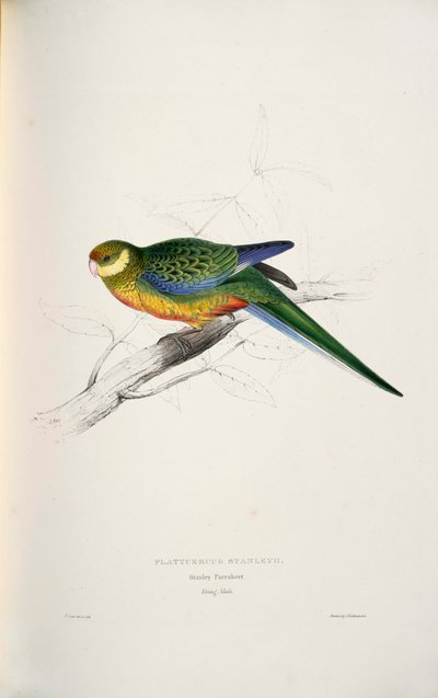 Platycercus icterotis da Edward Lear